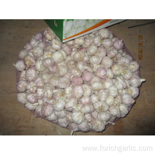 Fresh Garlic Normal White Garlic 2019